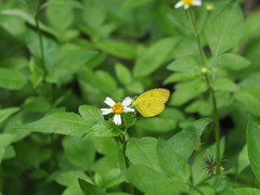 Eurema andersoni