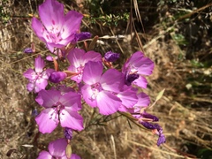Clarkia lewisii