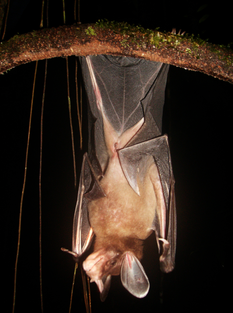 Spectre Bat spectral bat in January 2007 by uriotsylvain · iNaturalist