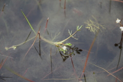Helosciadium inundatum