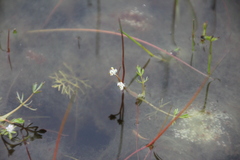 Helosciadium inundatum