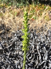 Platanthera michaelii