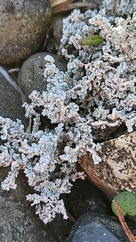 drevkatec horský (Stereocaulon vesuvianum)