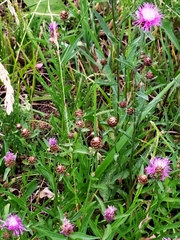 Centaurea jacea