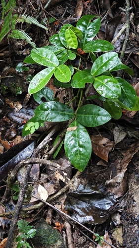 Euchresta japonica iNat (3)