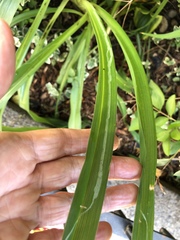 Ophiomyia kwansonis