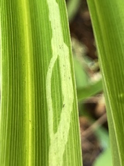 Ophiomyia kwansonis
