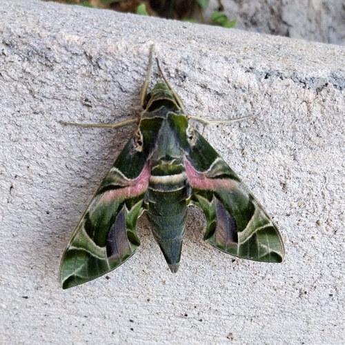 Daphnis nerii