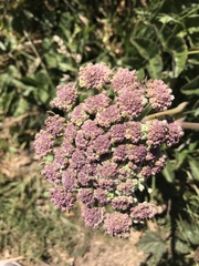 Angelica lucida