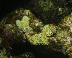 Holopsamma laminaefavosa