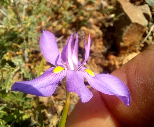 Moraea bipartita, photograph 2