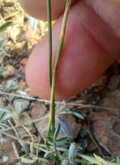 Moraea bipartita, photograph (c) kevin koen, some rights reserved (CC BY-SA)