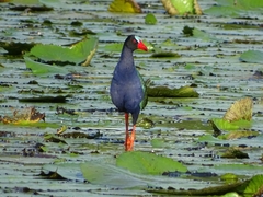 Porphyrio alleni
