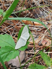 Scopula umbelaria