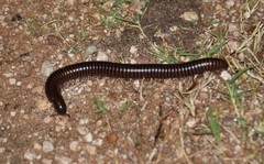 Orthoporus texicolens