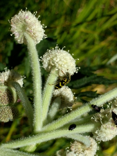 iNaturalist observation photo of Ornate Checkered Beetle