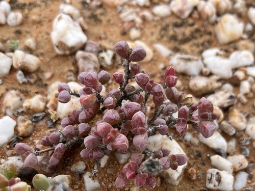 Varileaf Dewfig (Drosanthemopsis diversifolia)