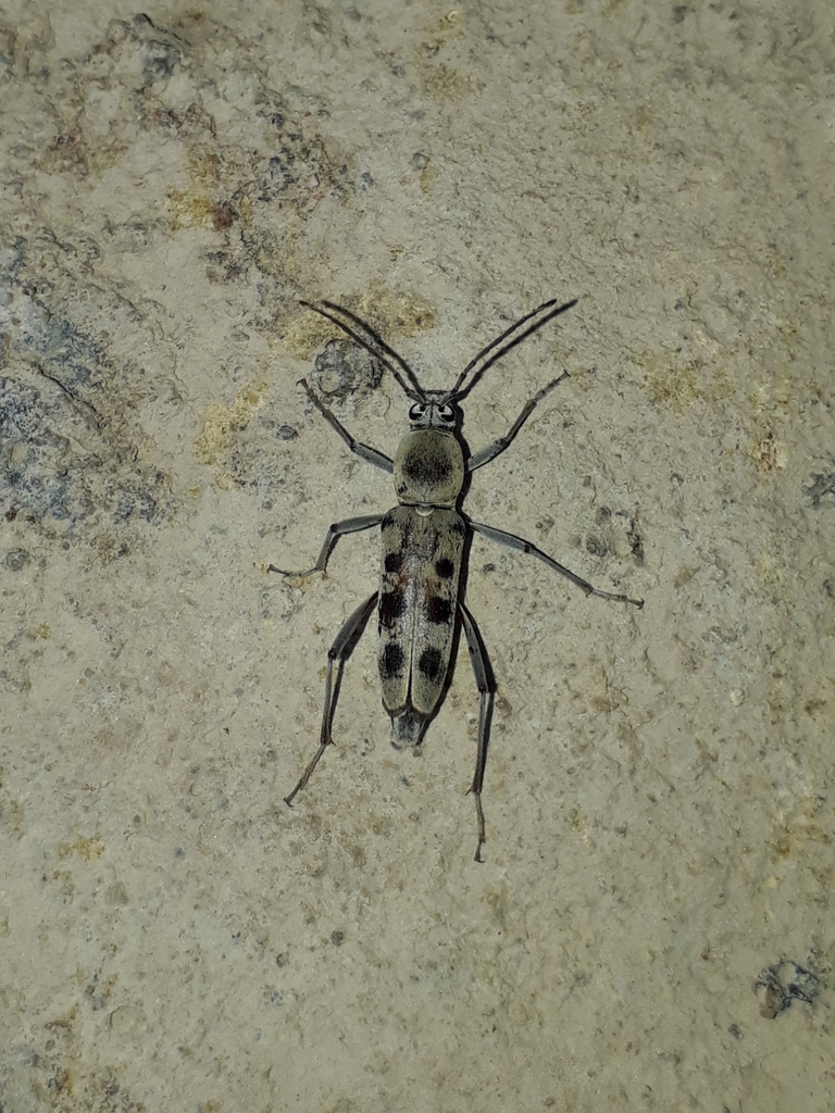 Chlorophorus faldermanni