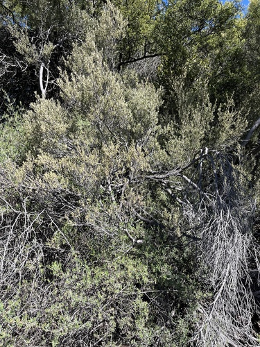 Image of Diospyros austro by (c) Dave U, some rights reserved (CC BY-SA)