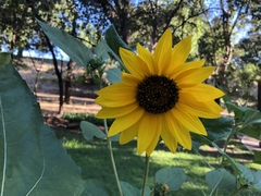 Helianthus californicus
