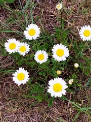 Leucanthemum vulgare