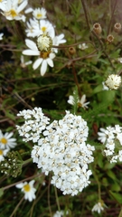 Achillea millefolium