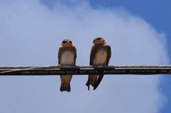 Hirundo rustica erythrogaster