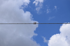 Hirundo rustica erythrogaster