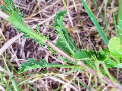 Leucanthemum vulgare