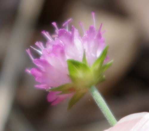 Image of Knautia drymeja by (c) bernhard_hiller, some rights reserved (CC BY)