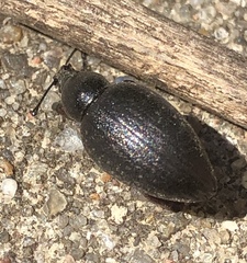 Otiorhynchus clavipes