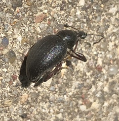 Otiorhynchus clavipes