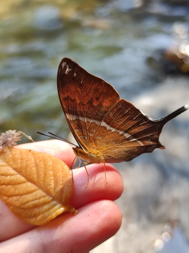 Marpesia corita