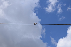 Hirundo rustica erythrogaster