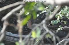 Gorsachius leuconotus