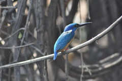 Alcedo semitorquata