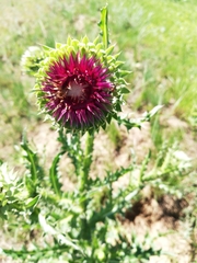 Carduus nutans leiophyllus