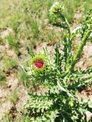 Carduus nutans leiophyllus