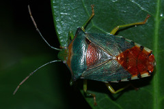 Acanthosoma denticaudum