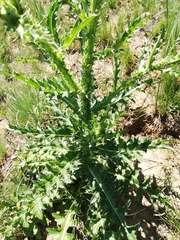Carduus nutans leiophyllus