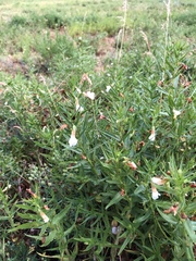 Gratiola officinalis