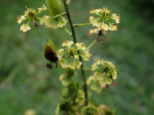 Slender bunchflower (Melanthium hybridum)