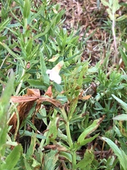 Gratiola officinalis