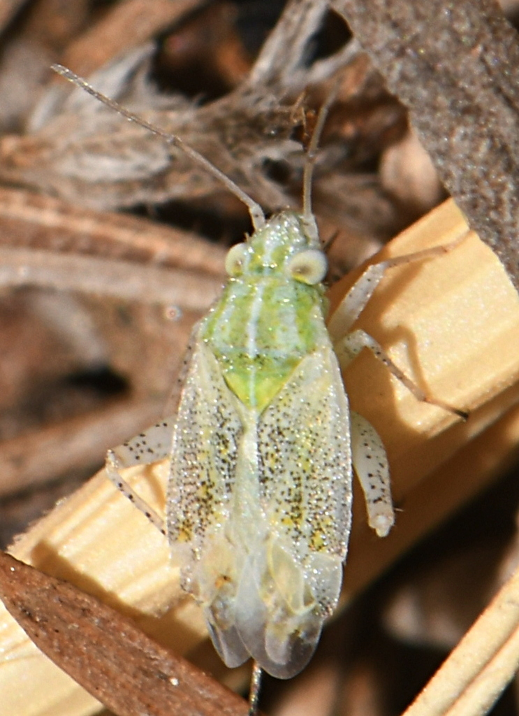 Solenoxyphus lepidus