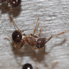 Pristomyrmex punctatus
