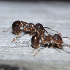 Pristomyrmex punctatus