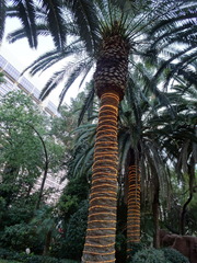 Arecaceae