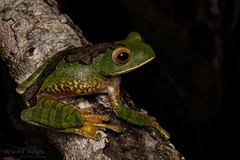 White-Lipped Bright-Eyed Frog photo 4
