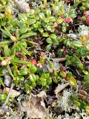 Dasysyrphus intrudens