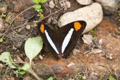 Adelpha thessalia